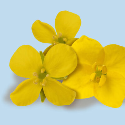 Canola Oil