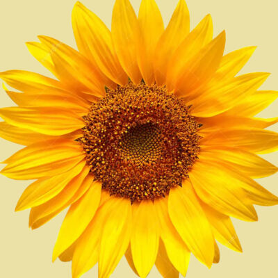 Sunflower Oil